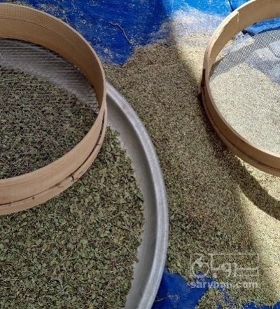 فروش آویشن خشک (گیاه‌ دارویی)