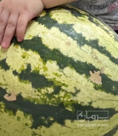 فروش هندوانه دراگون