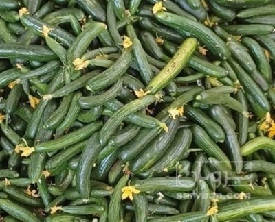 فروش خیار نول