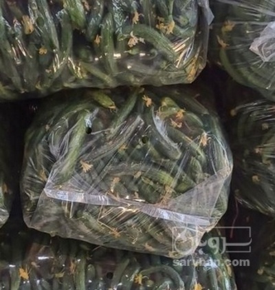 فروش خیار ویژه