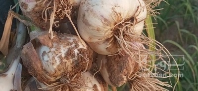 فروش سیر بذری