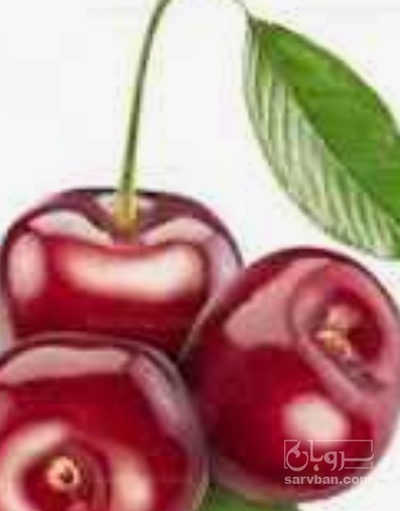 فروش گیلاس