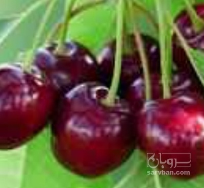 فروش گیلاس