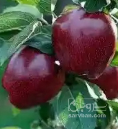 فروش سیب قرمز