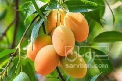 فروش انبه