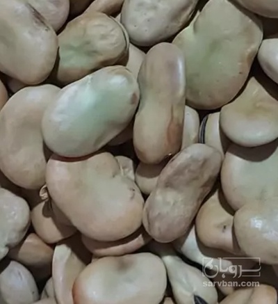 فروش باقلا تازه - باقالی - باقالا