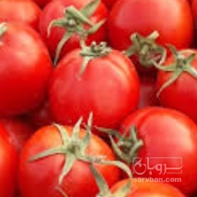 فروش گوجه فرنگی