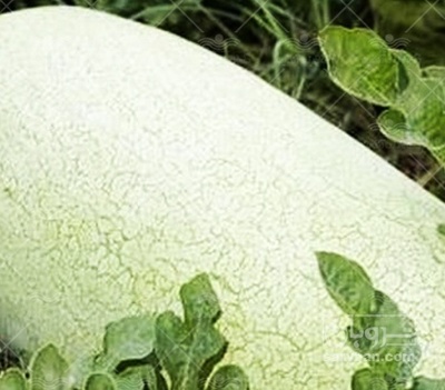 فروش هندوانه