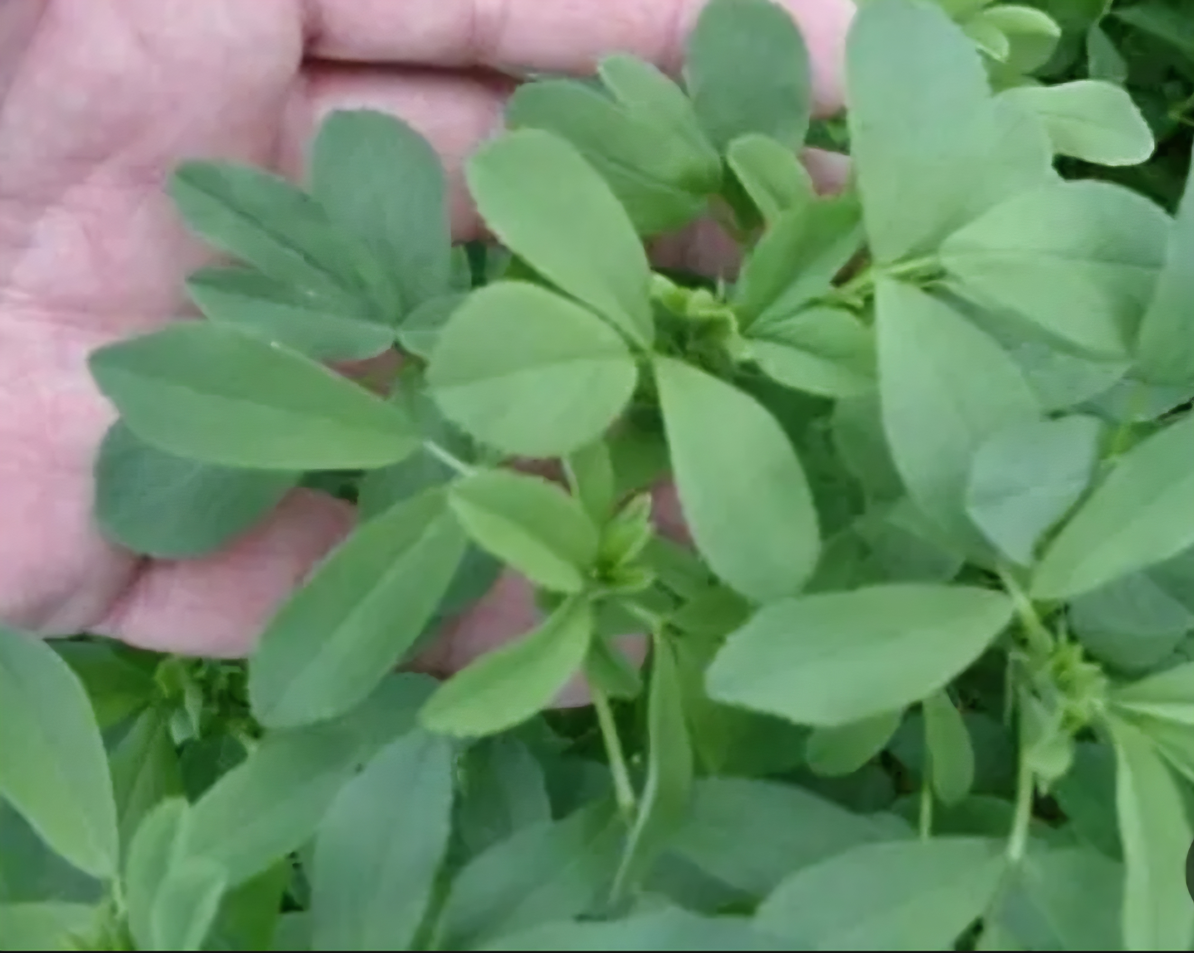 فروش یونجه