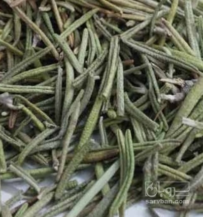 فروش رزماری (گیاه‌ دارویی)