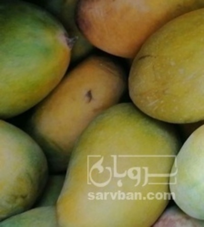 فروش انبه سبز