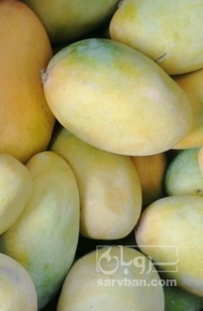 فروش انبه زرد محلی