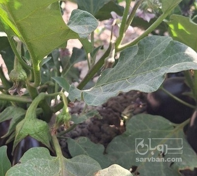 فروش بادمجان