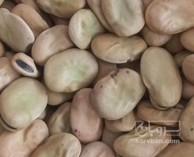 فروش باقلا تازه - باقالی - باقالا