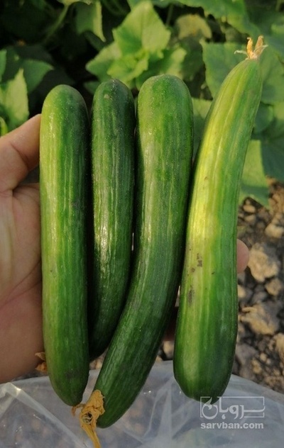 فروش خیار محلی