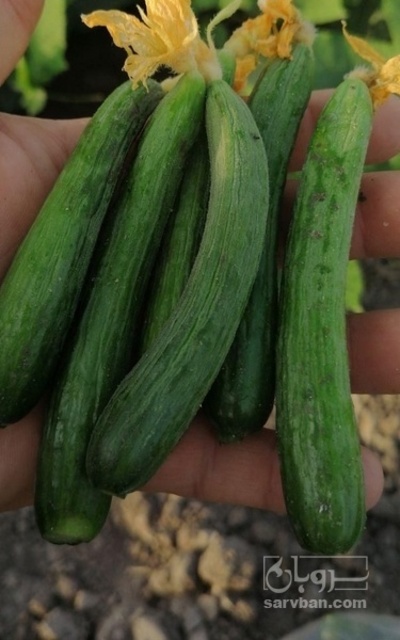 فروش خیار خیار شوری
