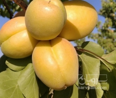 فروش زردآلو