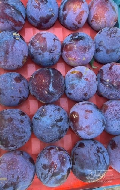 فروش آلو سیاه