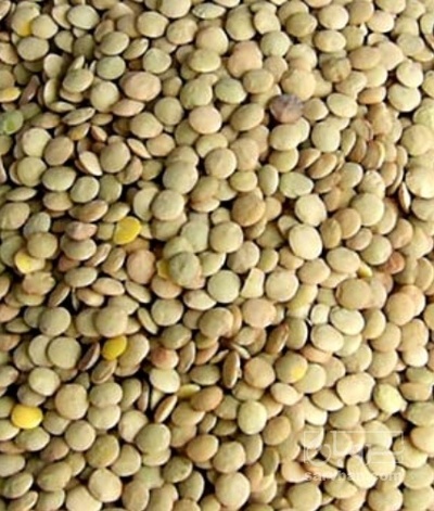 فروش عدس