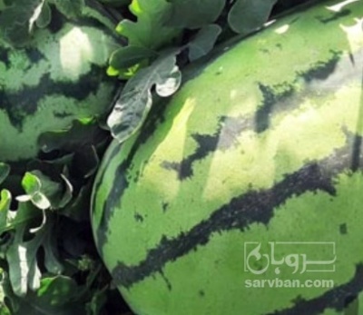 فروش هندوانه دراگون