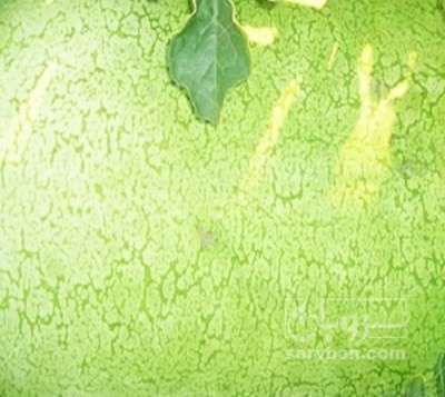 فروش هندوانه سفید