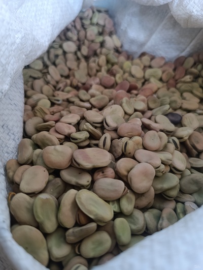 فروش پاچ باقلا - پاچه باقالی