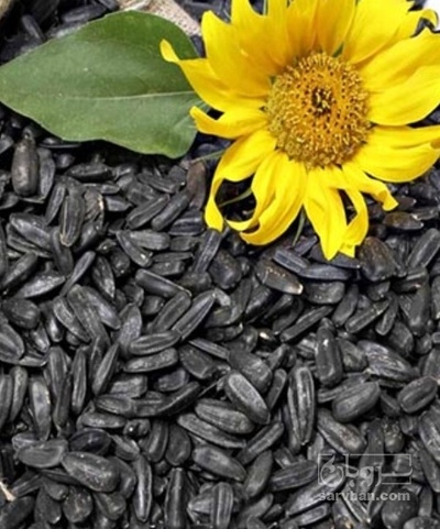 فروش تخمه سیاه