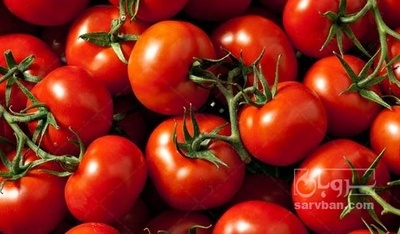 فروش گوجه فرنگی