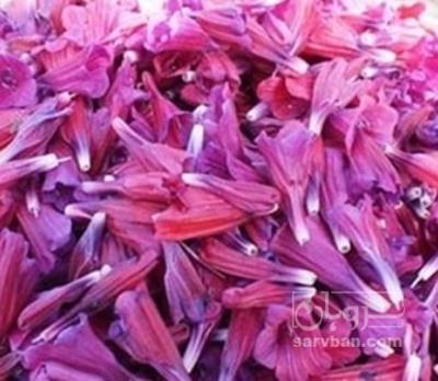 فروش گل گاو زبان - گاوزبان (گیاه‌ دارویی)