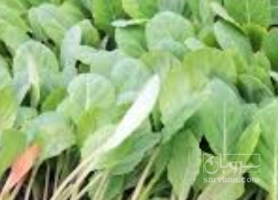 فروش نشا گل کلم