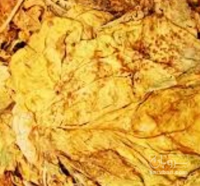 فروش تنباکو کوهی (گیاه‌ دارویی)