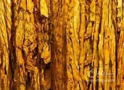 فروش تنباکو کوهی (گیاه‌ دارویی)