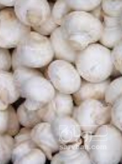 فروش قارچ دکمه ای