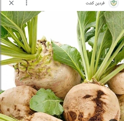 فروش چغندر قند