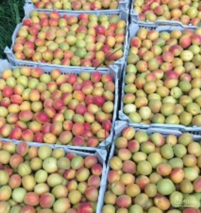 فروش زردآلو