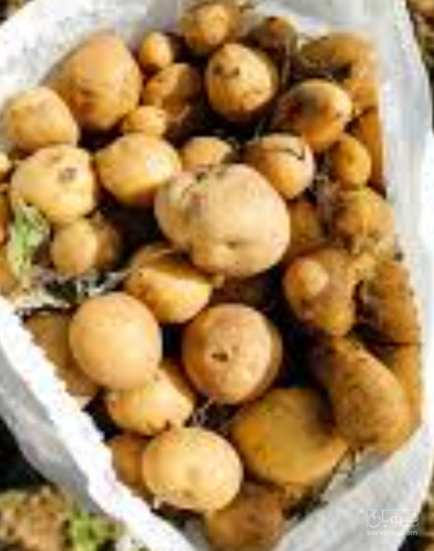 فروش سیب زمینی