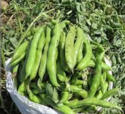 فروش باقلا تازه - باقالی - باقالا