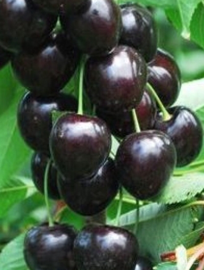 فروش گیلاس
