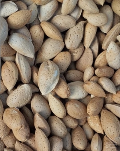 فروش بادام