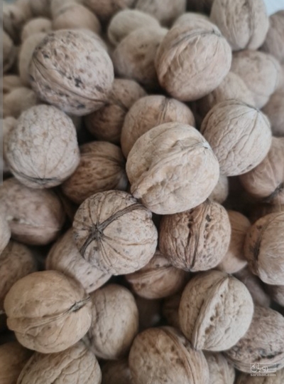فروش گردو