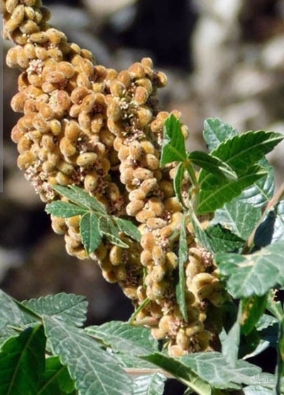 فروش سماق