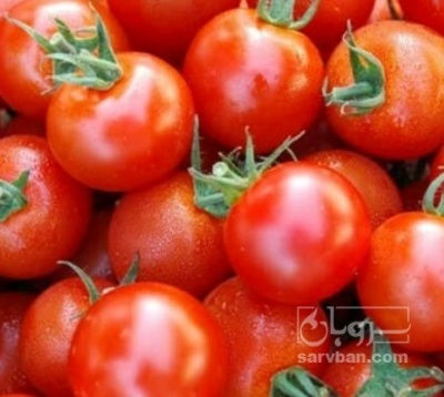 فروش گوجه فرنگی