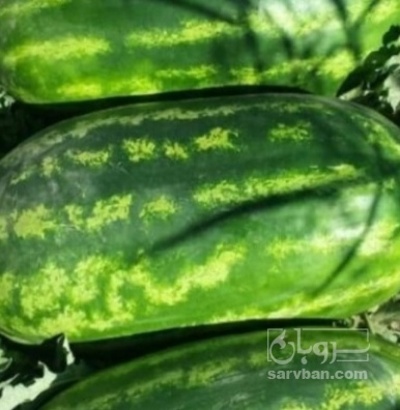 فروش هندوانه خطی بیضی