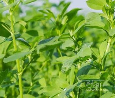 فروش یونجه