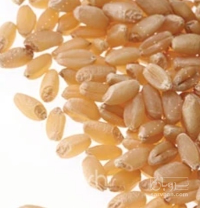 فروش گندم