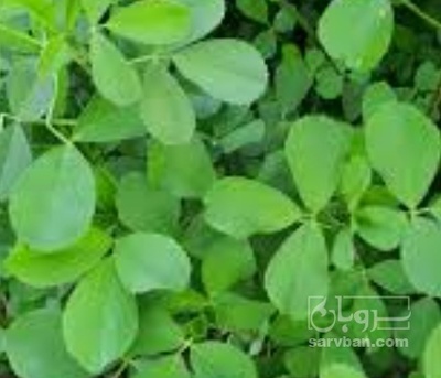 فروش یونجه