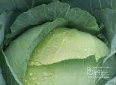 فروش کلم برگی