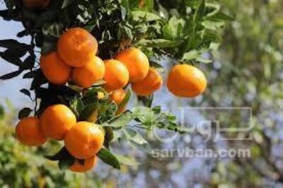 فروش نارنگی
