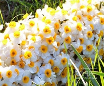فروش گل نرگس (گیاه‌ دارویی)