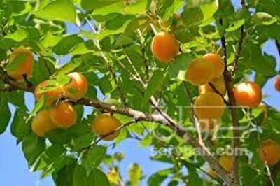 فروش زردآلو